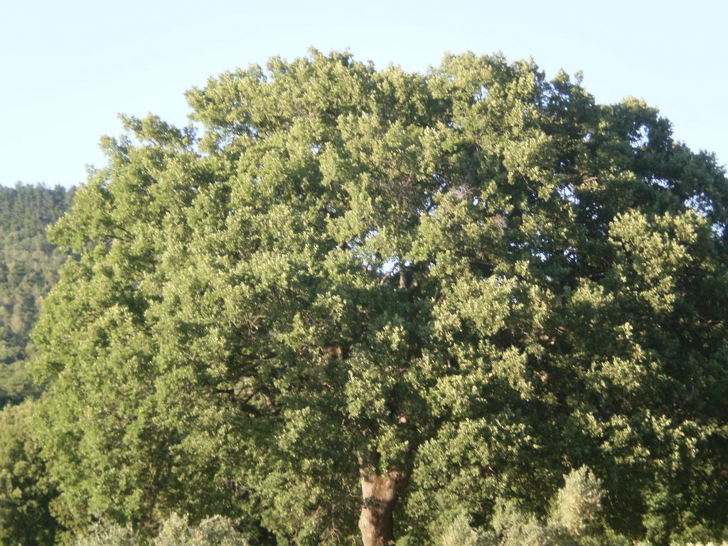 Villa Prato A Baldo Massa Marittima Esterno foto