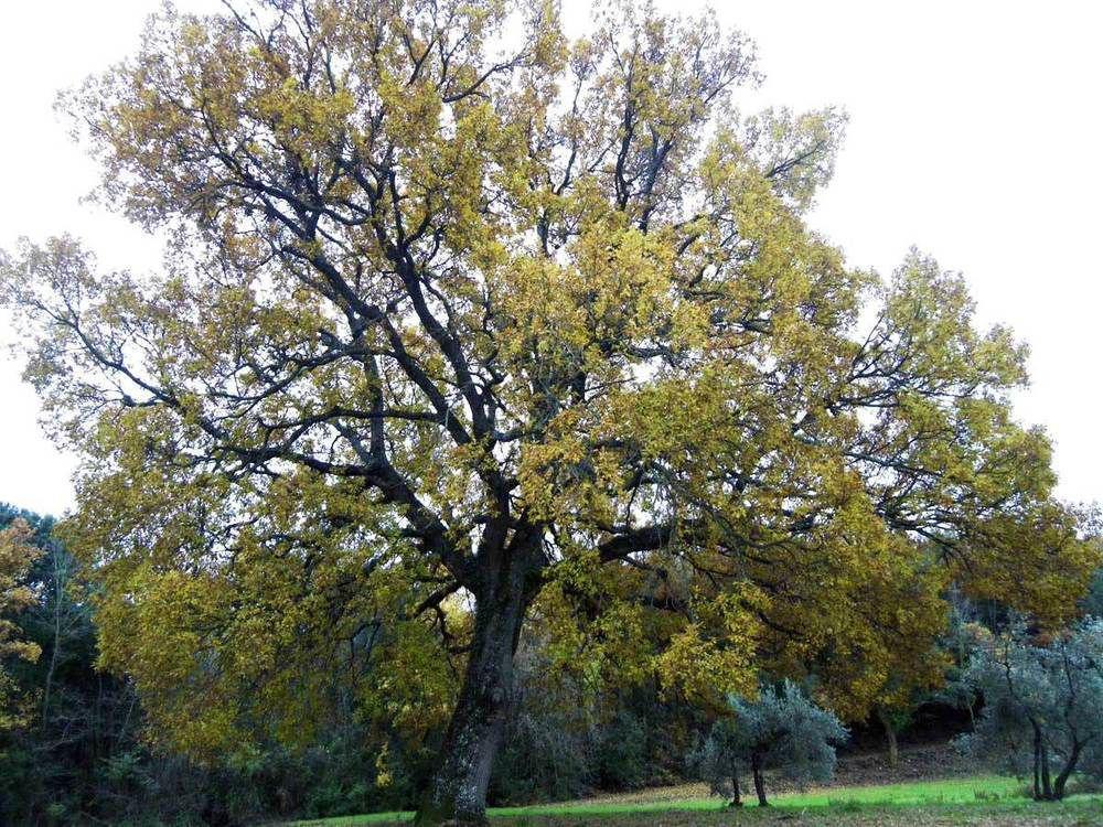 Villa Prato A Baldo Massa Marittima Esterno foto
